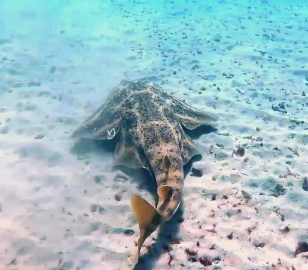 Unique marine life in South Fuerteventura – angel shark at Morro Jable veril
