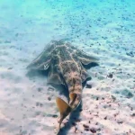 Unique marine life in South Fuerteventura – angel shark at Morro Jable veril