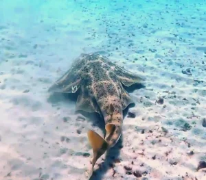 Unique marine life in South Fuerteventura – angel shark at Morro Jable veril