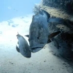 Large grouper fish in Morro Jable South Fuerteventura during a freediving experience