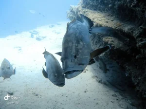 Large grouper fish in Morro Jable South Fuerteventura during a freediving experience
